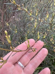 Ricinocarpos pinifolius