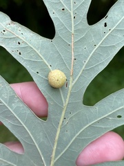 Acraspis pezomachoides