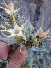 Mentzelia decapetala