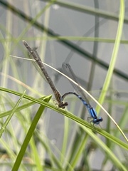 Enallagma praevarum