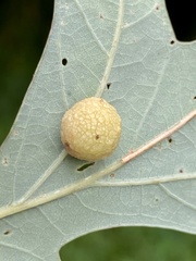 Acraspis pezomachoides