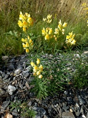 Linaria