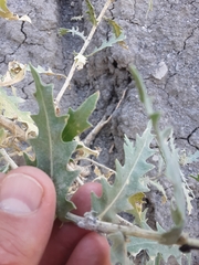 Mentzelia decapetala