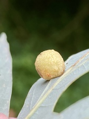 Acraspis pezomachoides