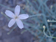 Stephanomeria