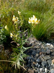 Linaria acutiloba