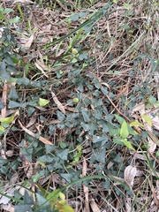 Platylobium obtusangulum