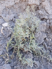 Atriplex gardneri