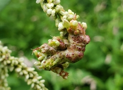 Melanopsichium pennsylvanicum