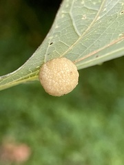 Acraspis pezomachoides