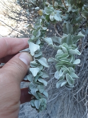 Atriplex confertifolia