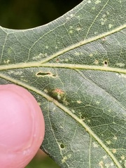 Acraspis pezomachoides