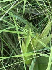 Phaneroptera falcata