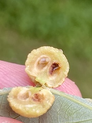 Acraspis pezomachoides