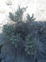 Atriplex confertifolia