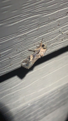 Spodoptera frugiperda