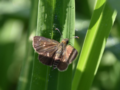 Dardarina dardaris