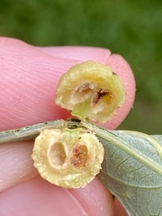 Acraspis pezomachoides