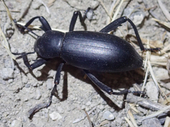 Eleodes armata