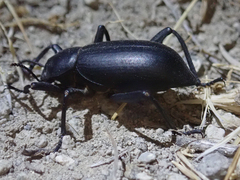 Eleodes armata