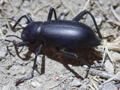 Eleodes armata