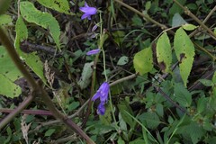 Campanula rapunculoides