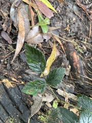 Rubus fruticosus