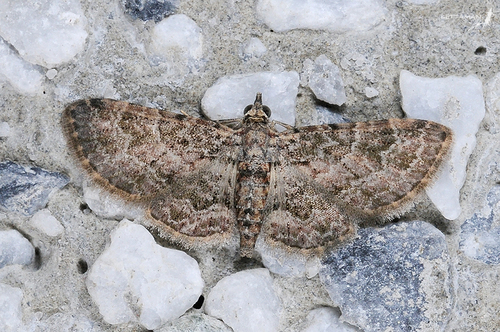 Genus Bosara · iNaturalist