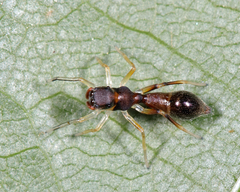 Synemosyna formica