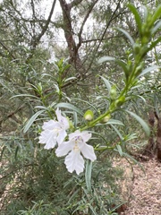 Prostanthera nivea