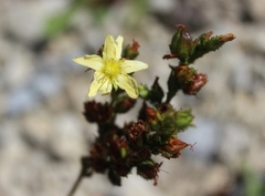 Hypericum montanum