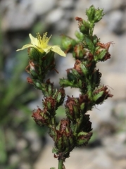 Hypericum montanum