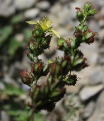 Hypericum montanum