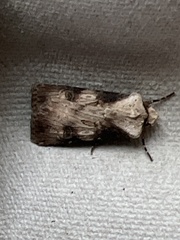 Agrotis puta