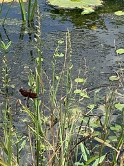 Neurothemis fluctuans