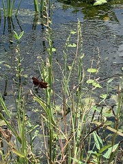 Neurothemis fluctuans