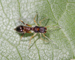 Synemosyna formica