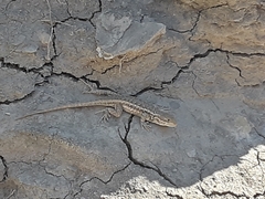 Sceloporus graciosus
