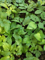 Aegopodium podagraria