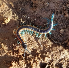 Scolopendra laeta