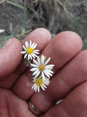 Symphyotrichum falcatum