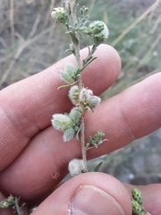 Symphyotrichum falcatum
