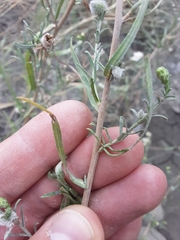 Symphyotrichum falcatum