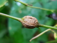 Neolasioptera convolvuli