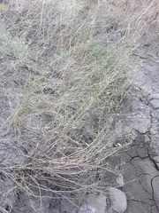 Symphyotrichum falcatum