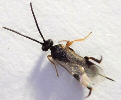 Microgastrinae