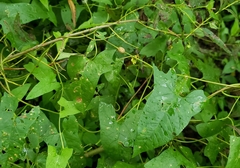 Neolasioptera convolvuli