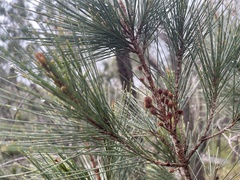 Allocasuarina littoralis