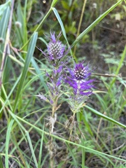 Eryngium leavenworthii