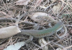 Podarcis siculus